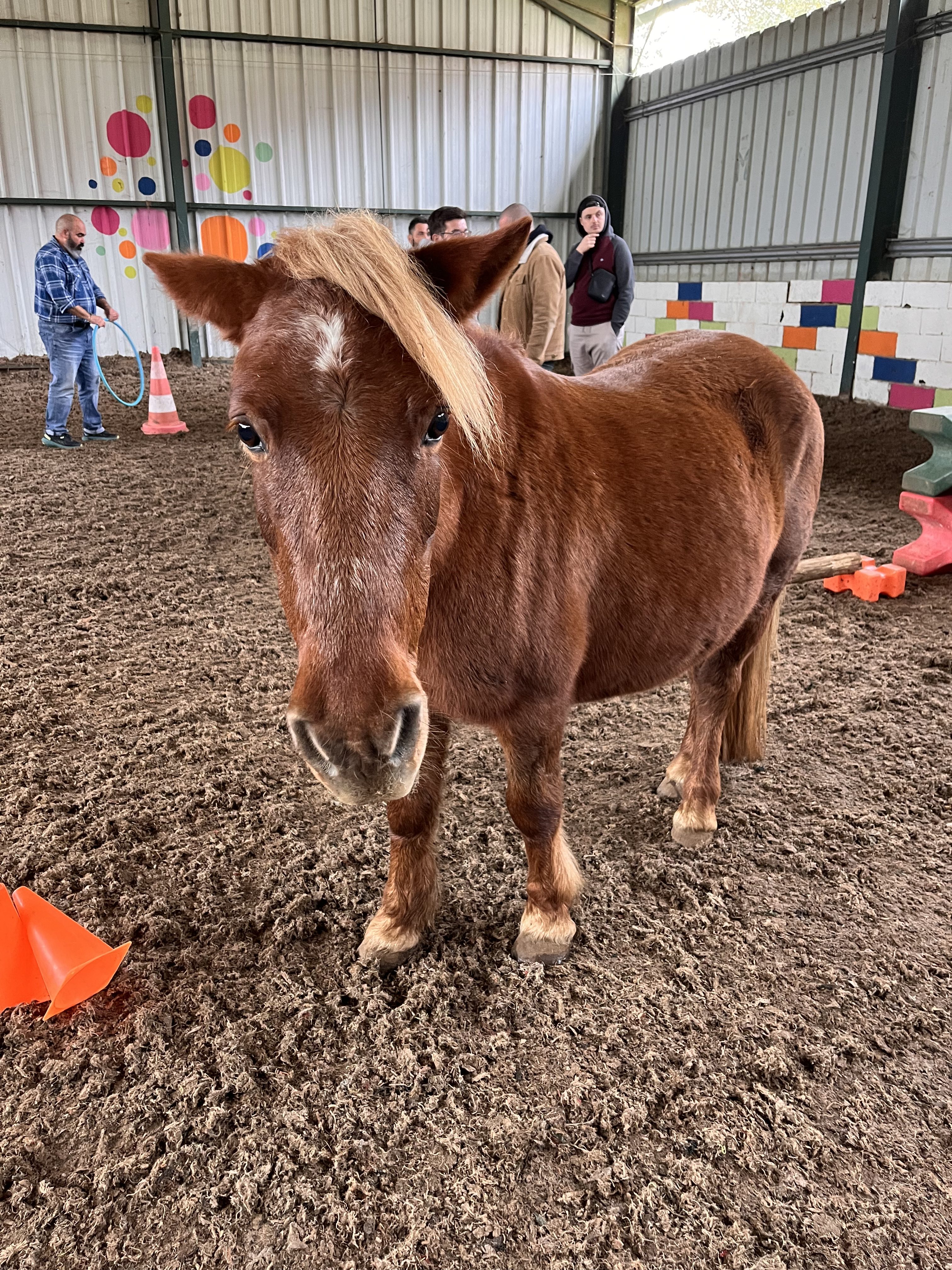 🐴 Comment se déroule un séminaire d’équicoaching chez EquiSkills ?